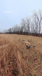Last year I almost strictly hunted from the saddle. This year I hardly find myself hunting from the tree. I enjoy the challenge and having to be creative to fool deer from the ground. I did a good job of brushing in natural vegetation on the head cover and arms but need to add more to the back. Almost sealed the deal on some does but they ended up going to the food plot, not the field 🤷🏻‍♂️ #deerhunting #bowhunting #archery #ghilliesuit | R&R Outdoor