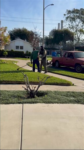 Immigration agents took two men working as gardeners in East Long Beach today at around 9:30 a.m. Neighbors told us that multiple black vehicles pulled into the street, blocking traffic and preventing the workers, as well as a city garbage truck, from leaving. The driver of the garbage truck began honking, alerting the gardeners to the agents’ presence. One gardener attempted to scale a nearby wall, but a group of armed agents, most of them masked, chased him down. He told agents he was born at 