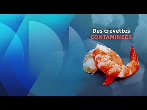 Contaminated shrimp