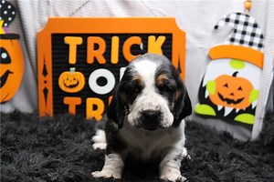 Sutton - Basset Hound Puppy 4D9A33