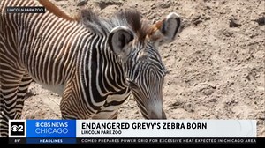Endangered Grevy's zebra born at Lincoln Park Zoo
