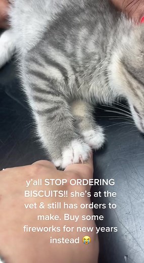 Adorable Kitten Playtime: Gray Tabby Cutie