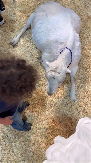 Taking our toddler to the Houston Rodeo for the first time #agventure #pettingzoo