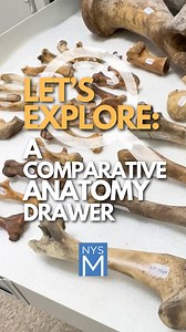 #ScienceTuesday: Take a peek inside of an NYSM comparative anatomy drawer where you can observe the similarities and differences between mammals large and small! #nysmresearch #bones #anatomy #mammals #comparativeanatomy #research | New York State Museum