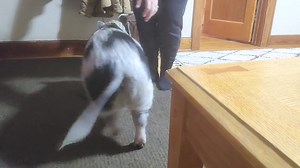 4.4K views · 529 reactions | Practicing ring around the Polly..  | Polly the Performing Princess Pig | Facebook