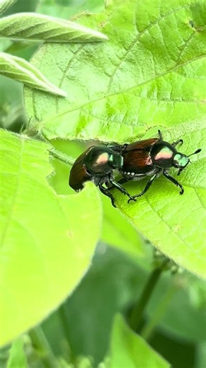 2匹のマメコガネ #コガネムシ #昆虫 #自然観察