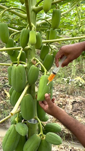 How Groth in 3 day | Daily Fishing Life