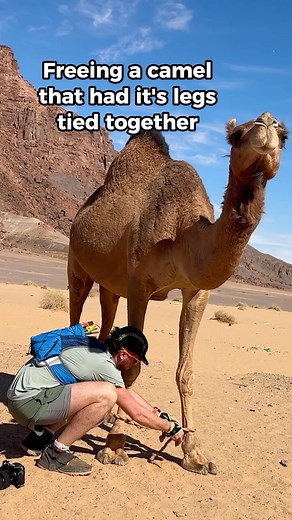 Chad Nathan | Travel | Ultra Running | Cape Town on Instagram: "Just a few days ago, we came across a lonely camel who looked like it was struggling to keep up with its camel friends. We noticed that’s its feet were tied together.. making it difficult to walk. We had seen them in the middle of nowhere just wondering.. the others walking freely. We didn’t know what it meant that’s its legs were tied together, but it looked like it needed our help. I went over to it.. it looked a bit scared of me,