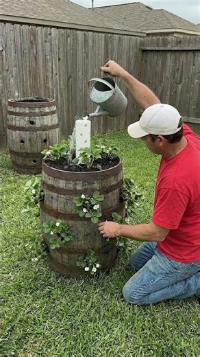 How to Turn an Old Barrel into a Strawberry Tower 🍓(Genius Gardening Hack)