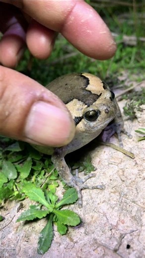 Touching Head Funny Rice Frogs #animals #funnyfrogjump