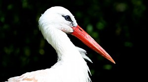 Stork, Bird, Beak. Free Stock Video