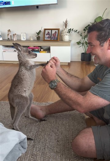 We’ve gotta boxing kangaroo on our hands 🥊🦘… No one taught him to do this- but in his mob he would be trying this on his mother and aunts (with no success). While he’s young we’re gunna keep this sparring to a minimum if we can help it 😂