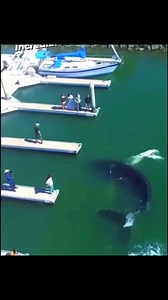 Incredible footage of whale near port#whale #reels #viral #babywhale #trending #instapost #instagram #instareels #humpbackwhale | Bluewhaleshub