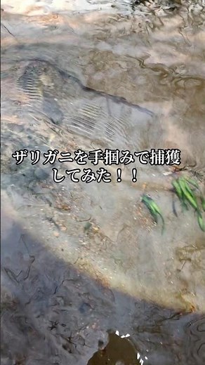 #ザリガニを網で捕獲するの飽きたから素手で捕獲してみた！ #アメリカザリガニ #捕まえた外来種はペットの餌にします！ #おすすめに乗りたい