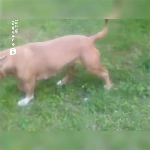 WHAT ARE YOUR THOUGHTS? HYPE! Demon Puppy's Hilarious CapCut Adventure You Won't Believe!