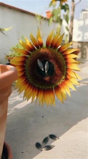 Hundreds of new trees from one sunflower! 🌻✨ #sunflower #gardeningtips #shorts