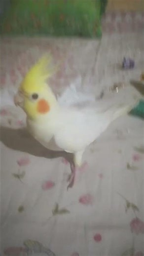 # Albida ki vaba dariay ussa?