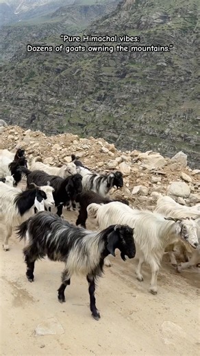 “Nature’s Calm: A Goat Wandering Through the Hills of Himachal”