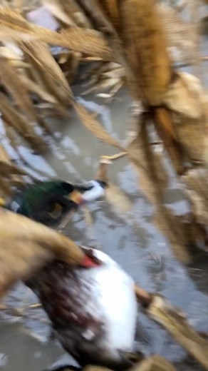Wood duck hunt from a few years back! | Cold Front Waterfowl