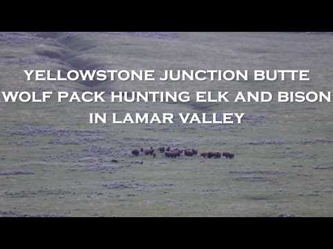 Yellowstone National Park - Junction Butte Wolves hunting Bison and Elk in Lamar Valley