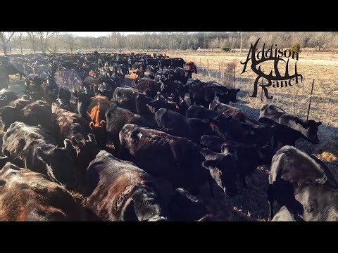 SELLING COWS | Sorting Dry Cows, Herd Cleanup & Cattle Market Strategy