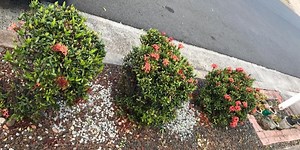 Curb appeal or city violation? Makakilo residents confused over community rules