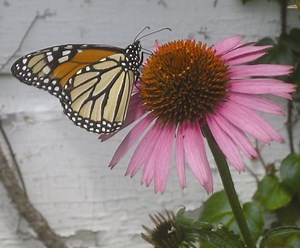 The Midwestern Native Garden