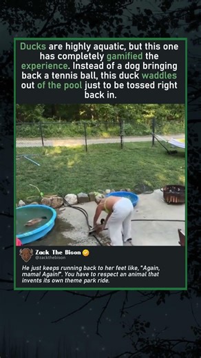 DUCK INVENTS WATER SLIDE