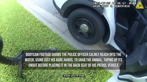 Florida police officer wrangles alligator with his bare hands