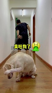 119K views · 4.2K reactions | Dog Go to the toilet quickly, what have you been thinking about  #dog #dogfunny #yituo #doglover | The pot ring is a Labrador | Facebook