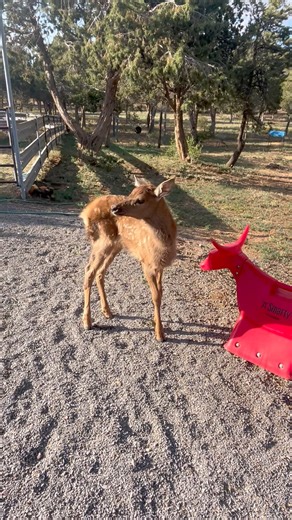 6.9K views · 71 reactions | Does anyone know when the dummy roping starts? | The Roping Company | Facebook