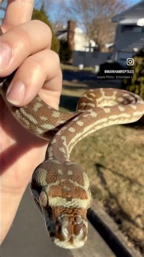 B7 - 1.0 Hypo Het Stonewashed Bredl’s Python