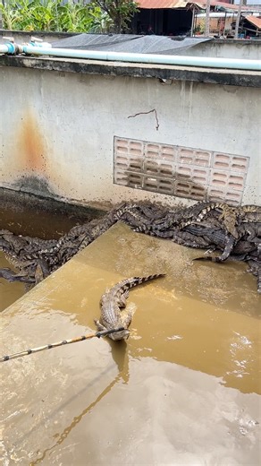 A crocodile being cut to determine its size