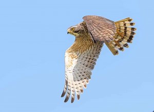 Grey-Faced Buzzard: The Ultimate Guide - Operation Migration