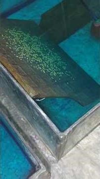 Shivram fish and Oscar fish breeding completed🫠 #fishbreeding #fishbabies #oscarfish