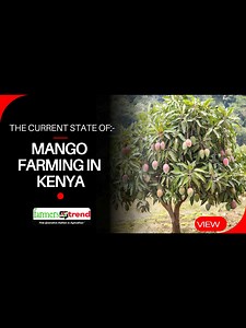 Mango farming is a vital agricultural activity in Kenya, contributing significantly to the country’s economy. Known for its delicious taste, vibrant color, and versatility, mangoes are a favorite fruit for both local consumption and export. https://youtu.be/rYuUVLmxgbg | Farmers #Trend | Facebook