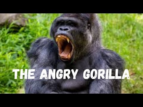Shocking Conflict: Chimpanzees Attack and Kill Gorillas