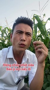 #ghép nối với @Luân triển chiu Bán ji nói đó, bán nhà xưởng cũ thì nói nhà xưởng cũ thanh lý #nhatheptienche #nhathepbenvung #nhaxuongcu #nhakhungthep #thanhlynhaxuong #khungnhaxuongcu fuy 廬‍‍‍ Nguồn: nhathepbenvung | Thanh lý nhà xưởng | Facebook