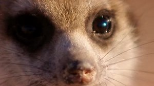 Watch Meerkat Manor Season 1 Episode 8 - The Good, the Bad and the Desperate