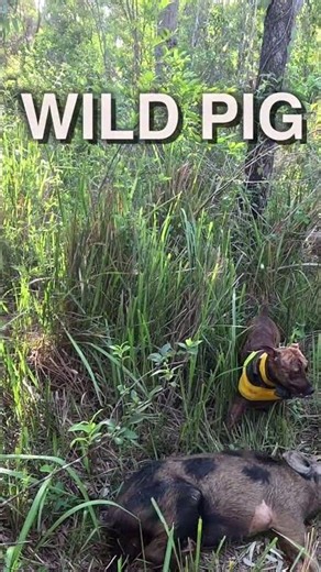 Dogs vs Wild Pig in Australia 😳 #shorts #hunting #wildpig