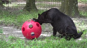 Jinx, also known as "Flat Cat", can be a very sneaky black leopard. He also can be very silly with his enrichment, and he makes the funniest faces! Check it out! Watch more videos by visiting and subscribing to BigCatTV.com! #Jinx #Silly #Leopard #BlackCats #BigCatRecue #Fun #Funny #Cute #Adorable #Sweet #Love #Playing #Enrichment #Sanctuary #CaroleBaskin #BigCats #HavingFun #BehindTheScenes | Big Cat Rescue