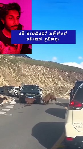 113K views · 2.5K reactions | The Bandwagon effect 凉 #bandwagoneffect #MrRed | Mr Red | Facebook