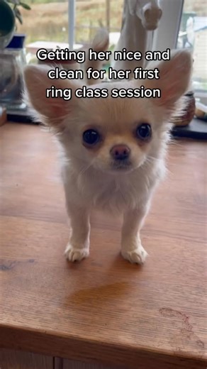 She’s literally an irl nintendog #fyp #foryou #nintendo #puppy #foryoupage #baby #nintendogs #bath #chihuahau #dog #chi | Super Cute Chihuahua