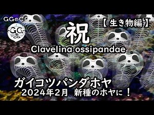 【CG動画・生物編】 ガイコツパンダホヤ Clavelina ossipandae 2024年2月 新種のホヤとして発見される