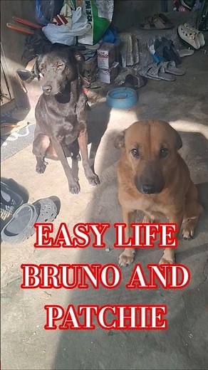 ASPIN means Asong Pinoy!