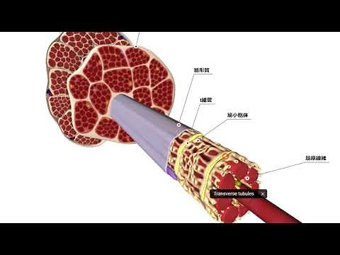1筋肉の構造(筋原線維,筋繊維)
