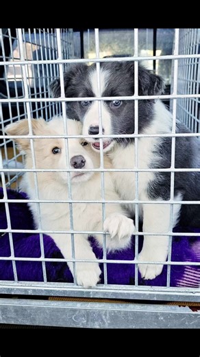These 2 where sent to their forever homes and as much as I hate to see them leave wishing them the best in their new home 🏠 🫶#puppyadoption #bordercollipuppy #puppylove #puppies #puppiesoftiktok