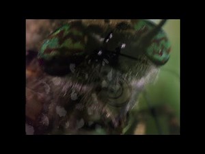 Wormy Buzzing Sound (Full version)