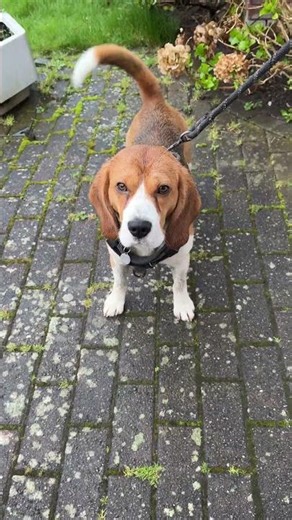 Barking Beagle WAKES the Neighbours with His Famous Beagle Howl 😂🐶