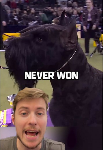 Monty the Giant Schnauzer Wins Best in Show at Westminster